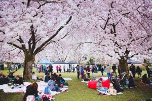 Keajaiban Musim Semi: Sakura dan Festival Hanami di Jepang